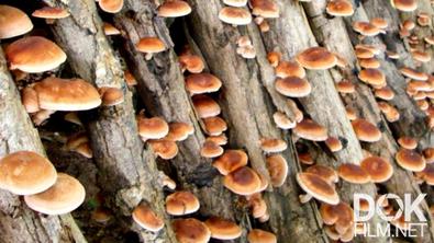 Царство грибов. Одомашнивание диких грибов, и какие грибы вы можете вырастить в своей теплице (2023)