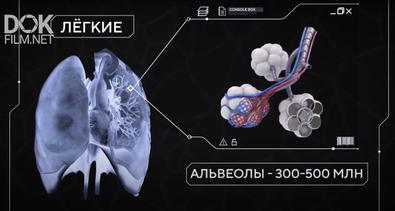 Тайны Анатомии. Дыхательная Система (2020)