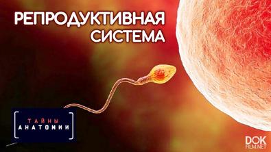 Тайны Анатомии. Репродуктивная Система (2020)
