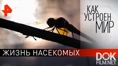 "Как устроен мир" с Тимофеем Баженовым. Жизнь насекомых (29.07.2021)