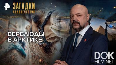 Загадки человечества с Олегом Шишкиным. Верблюды в Арктике (15.09.2025)
