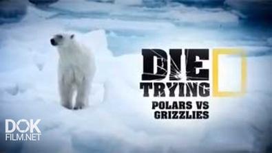 Экстремальные Исследователи. Супермедведь / Die Trying. Polars Vs Grizzlies (2014)