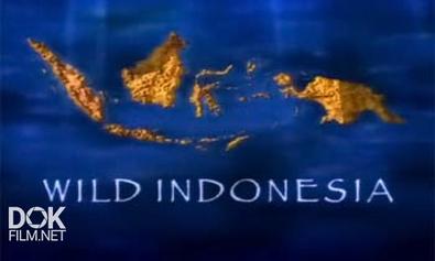 Bbc: Дикая Индонезия / Bbc: Wild Indonesia (2000)