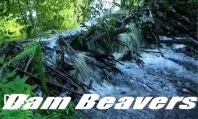Бобровая Плотина / Dam Beavers (2009)