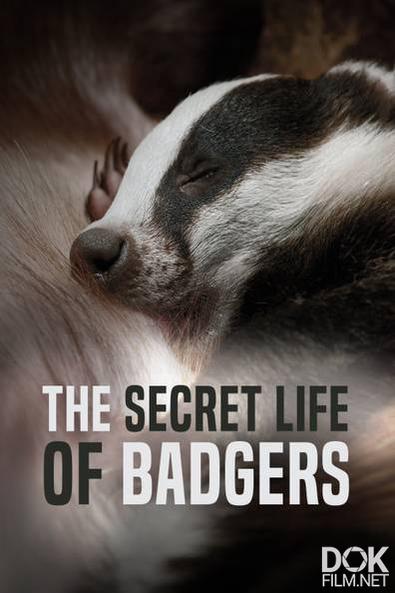 Тайная жизнь барсуков/ The Secret Life of Badgers (2021)