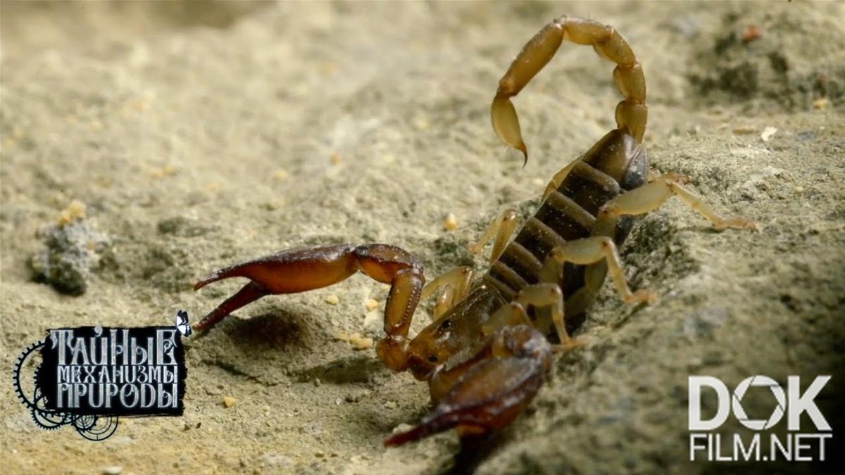 Тайные механизмы природы. Каменистая степь (2021)