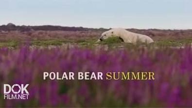 Лето Белых Медведей / Polar Bear Summer (2015)