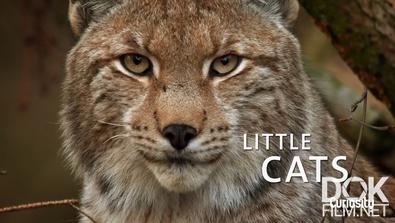 Дикие маленькие кошки/ Little Cats (2021)