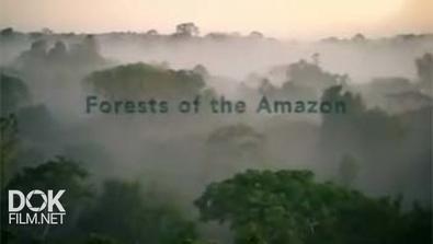 Переломный Момент. Леса Амазонии / The Tipping Point. Forests Of The Amazon (2013)