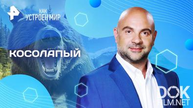 Как устроен мир с Тимофеем Баженовым. Косолапый (02.06.2025)