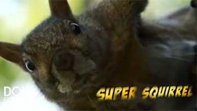 Супер Белки / Super Squirrel (2014)