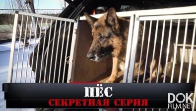 Новые Русские Сенсации. Пёс. Секретная Серия (2020)