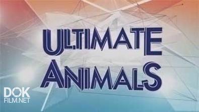 Увлекательная Зоология / Ultimate Animals (2015)