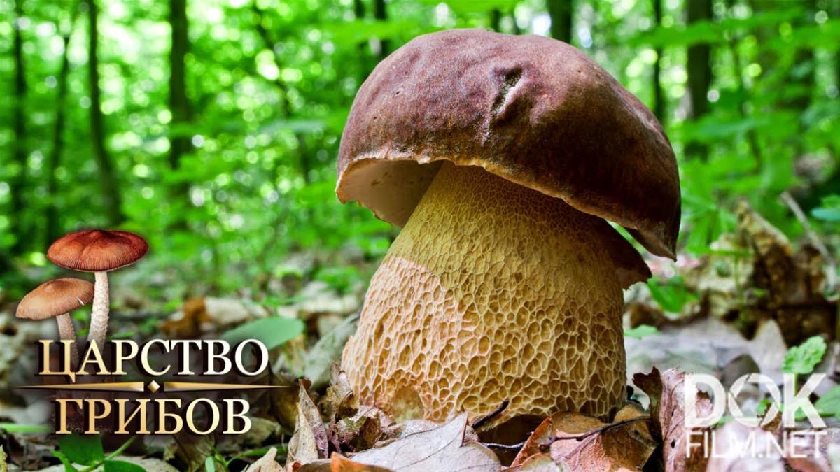 Царство грибов. Определитель грибов (2021)