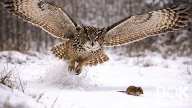 Все как у людей. Тайная жизнь сов: от гигантского филина до крошечного сыча. Самые странные хищники дикой природы (2026)