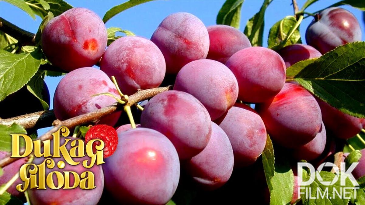 Дикая ягода. Слива (2021)