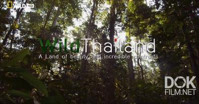 Дикая Природа Таиланда / Wild Tailand (2013)