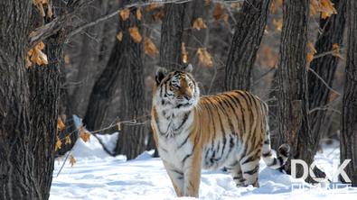 Дикие тигры России/  Russia's Wild Tiger (2022)