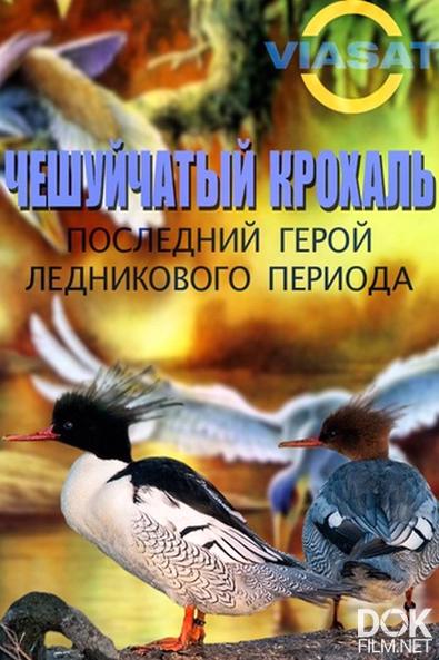 Чешуйчатый крохаль. Последний герой ледникового периода/ Chinese Merganser. Survivor from the Ice Ages (2011)