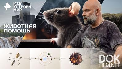 Как устроен мир с Тимофеем Баженовым. Животная помощь (27.11.2025)