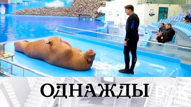 Однажды... Человек-оркестр Александр Олешко и история зверски обаятельного моржа Миши из Владивостока (2022)