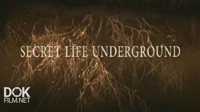 Секреты Подземной Жизни / Secret Life Underground (2015)