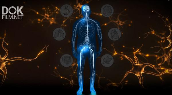 Тайная система. Тайны анатомии нервная система.