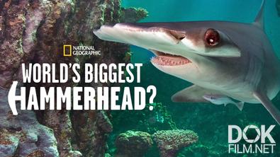 Акула-молот: в поисках рекордсмена/ World's Biggest Hammerhead? (2022)