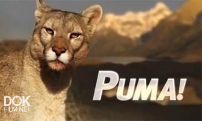 Пума! / Puma! (2012)