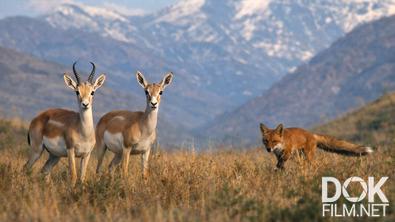 Все как у людей. Дикая природа Малого Кавказа весной. Как животные Ахар-Бахара пережили суровые холода? (2026)