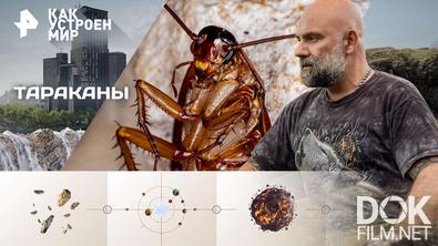 Как устроен мир с Тимофеем Баженовым. Тараканы (09.02.2026)
