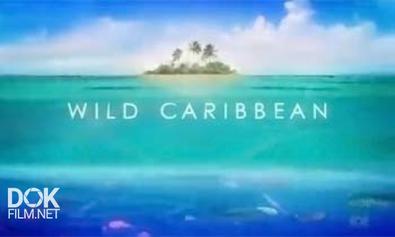 Дикие Карибы / Wild Caribbean (2007)