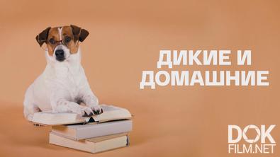 Дикие и домашние (2024)