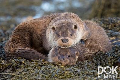 Шетландские выдры. Удивительная история одной семьи/ Shetland's Otters. The Tale of a Draatsi Family (2019)