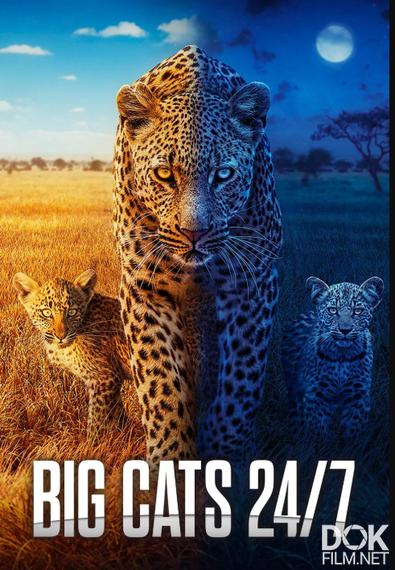 Большие кошки днём и ночью/ Big Cats 24/7. Сезон 2 (2025)