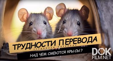 Трудности перевода. Над чем смеются крысы? (2024)