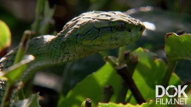 Мир природы (Живой мир). Смертоносные змеи Индии/ The Natural World - One Million Snake Bites (2011)