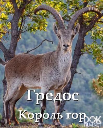 Гредос - Король гор/ Gredos - King of the Mountains (2025)