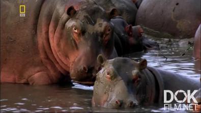 Бегемоты: грозные чудовища африканских рек