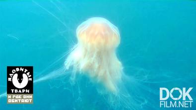 Ядовитые твари, и где они обитают. Стрекающие: чем опасны медузы? (2022)