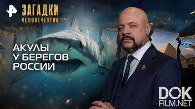 Загадки человечества с Олегом Шишкиным. Акулы у берегов России (16.09.2025)