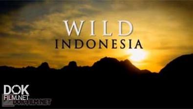 Дикая Природа Индонезии / Wild Indonesia (2014)