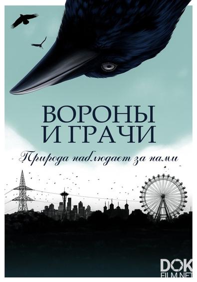 Вороны и грачи: природа наблюдает за нами/ Corbeaux & corneilles: la nature nous observe! (2024)