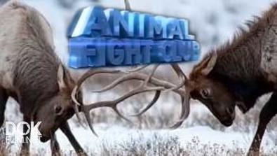 Бойцовский Клуб Для Животных / Animal Fight Club (2014)