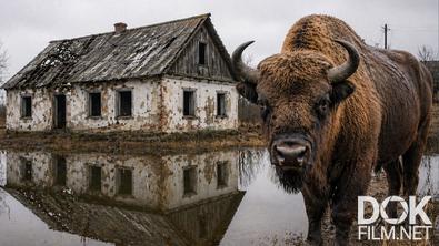 Все как у людей. Выжить в эпицентре Чернобыльской катастрофы: как дикие обитатели Припяти пережили радиацию? (2026)