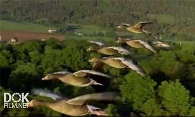 Птицы. Миграции Крылатых / Winged Migration (2001)