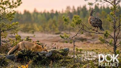 Все как у людей. Как дикие животные встречают приход весны? (2026)