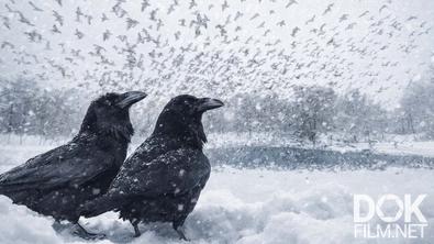 Все как у людей. Выжить там, где это кажется невозможным: сколько птиц переживает зиму и как они помогают ученым? (2026)