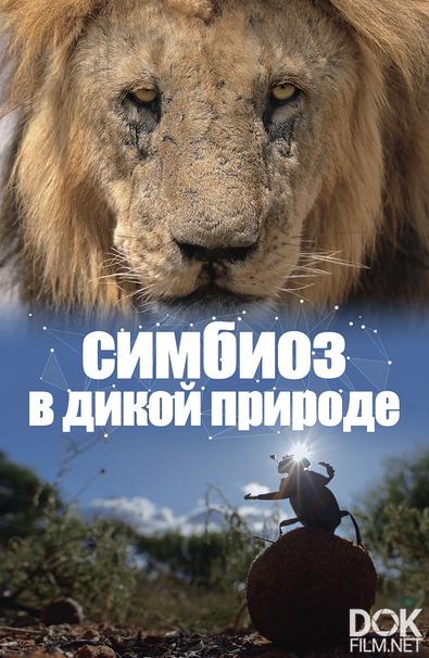 Симбиоз в дикой природе/ Connection (2023)