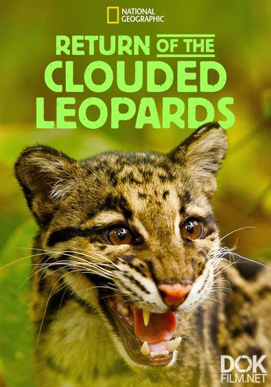 Возвращение дымчатых леопардов/ Return of the Clouded Leopards (2011)